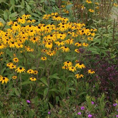 Rudbeckia fulgida deamii