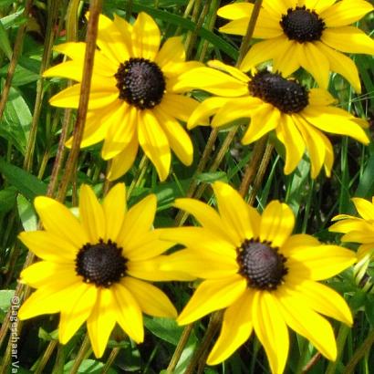 Rudbeckia fulgida fulgida