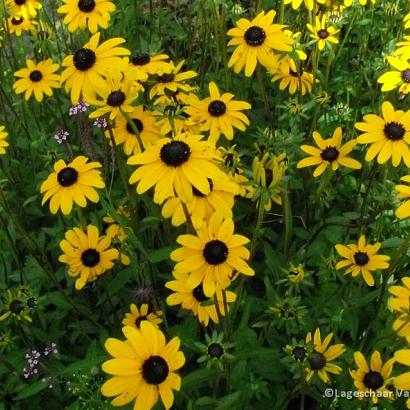 Rudbeckia fulgida fulgida