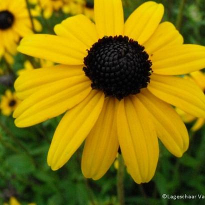 Rudbeckia fulgida fulgida