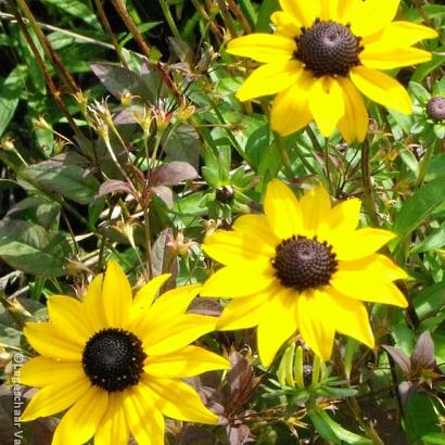 Rudbeckia fulgida fulgida