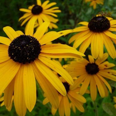 Rudbeckia fulgida speciosa