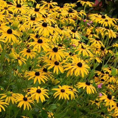 Rudbeckia fulgida speciosa