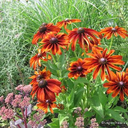 Rudbeckia hirta 'Autumn Colors'