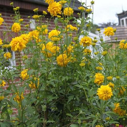 Rudbeckia laciniata 'Goldquelle'