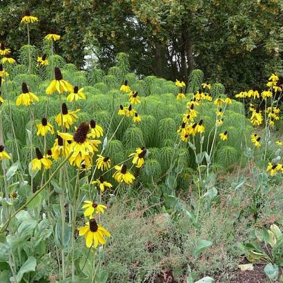 Rudbeckia maxima