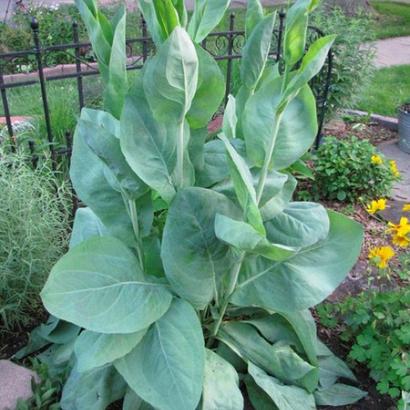 Rudbeckia maxima