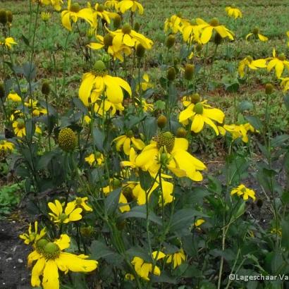 Rudbeckia nitida 'Herbstsonne'