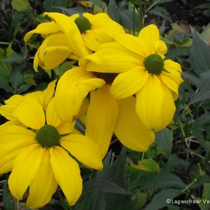 Rudbeckia nitida 'Herbstsonne'