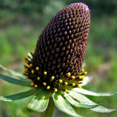 Rudbeckia occidentalis