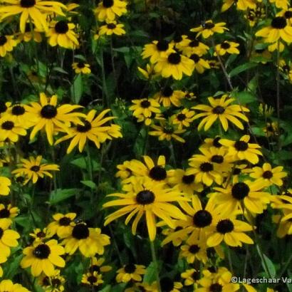 Rudbeckia triloba