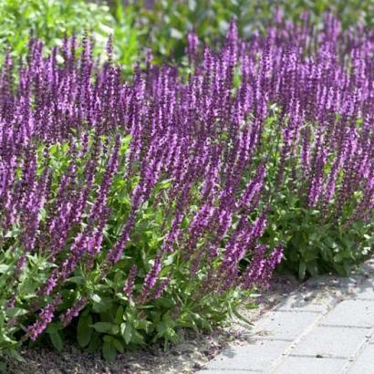 Salvia nemorosa 'Amethyst'