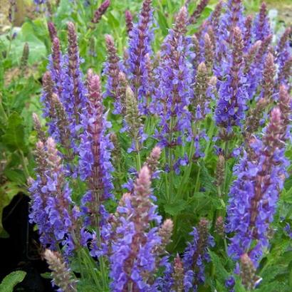 Salvia nemorosa 'Blauhügel'