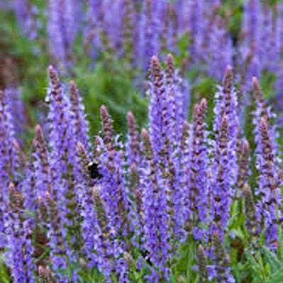 Salvia nemorosa 'Blauhügel'