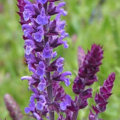 Salvia nemorosa 'Blaukönigin'