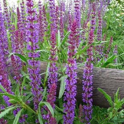 Salvia nemorosa 'Blaukönigin'