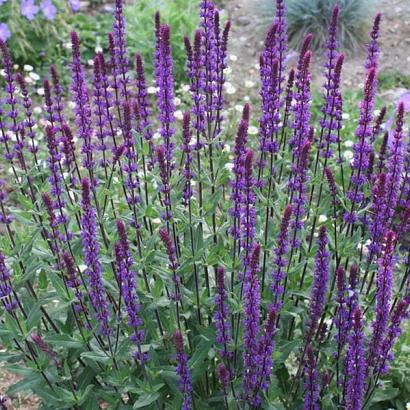 Salvia nem. 'Caradonna'