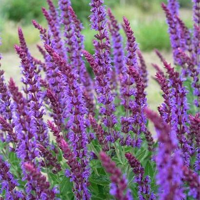 Salvia nemorosa 'Lubeca'