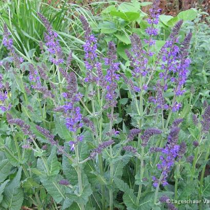 Salvia nemorosa 'Mainacht'