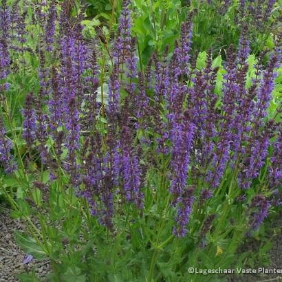 Salvia nemorosa 'Mainacht'