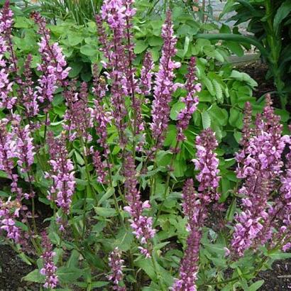 Salvia nemorosa 'Rose Queen'