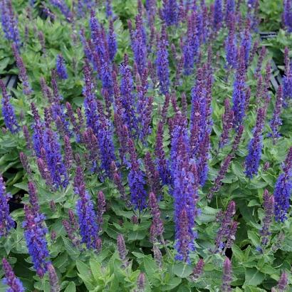 Salvia nemorosa Sensation Deep Blue