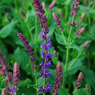 Salvia nemorosa 'Tänzerin'