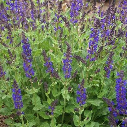 Salvia nemorosa 'Viola Klose'