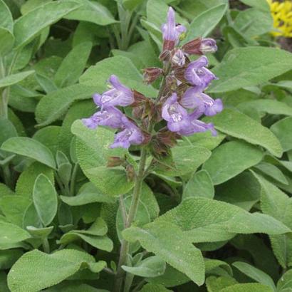 Salvia off. 'Berggarten'