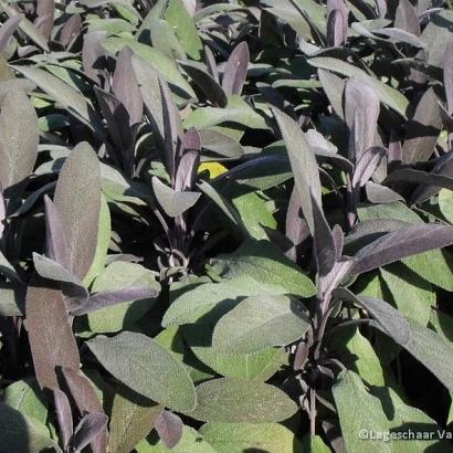 Salvia off. 'Purpurascens'