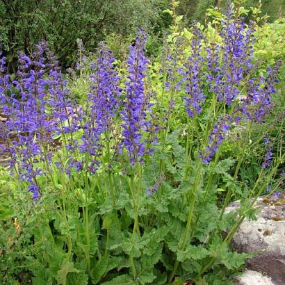 Salvia pratensis