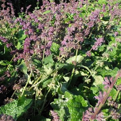 Salvia verticillata 'Purple Rain'