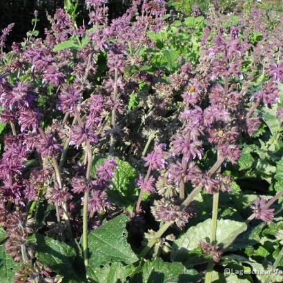 Salvia verticillata 'Purple Rain'