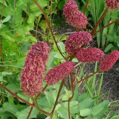 Sanguisorba menziesii