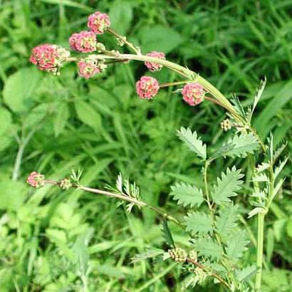 Sanguisorba minor