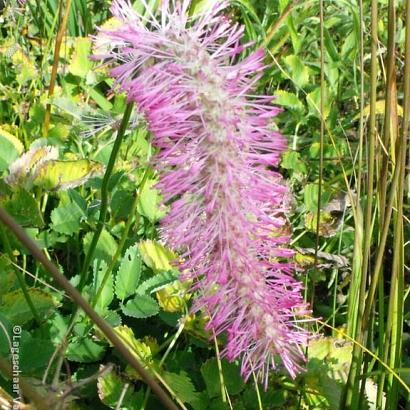 Sanguisorba obtusa