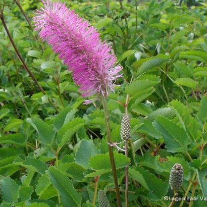 Sanguisorba obtusa