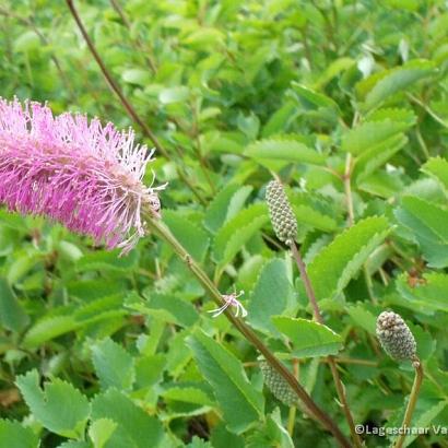 Sanguisorba obtusa