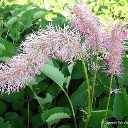 Sanguisorba obtusa