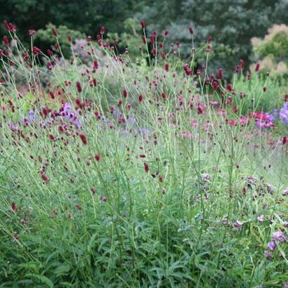 Sanguisorba offic. 'Red Thunder'