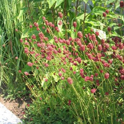 Sanguisorba offic. 'Tanna'