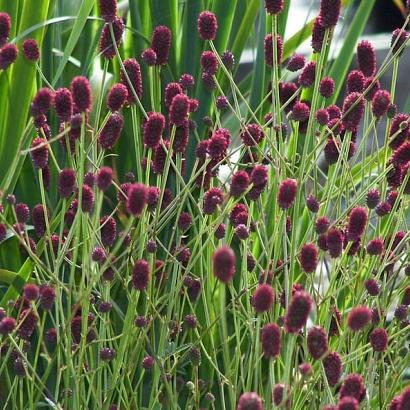 Sanguisorba offic. 'Tanna'