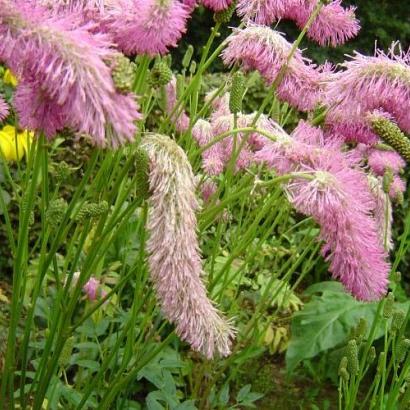 Sanguisorba 'Pink Brushes'