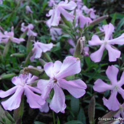 Saponaria lempergii 'Max Frei'