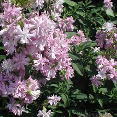 Saponaria officinalis 'Rosea Plena'