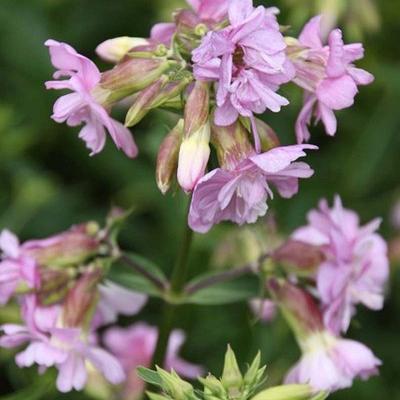 Saponaria officinalis 'Rosea Plena'