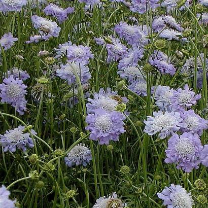 Scabiosa cauc. 'Perfecta'