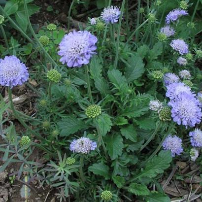 Scabiosa col. 'Butterfly Blue'