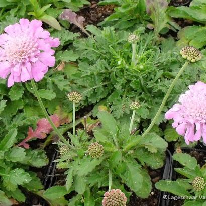 Scabiosa col. 'Pink Mist'