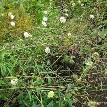 Scabiosa ochroleuca